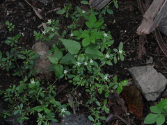 Glinus oppositifolius