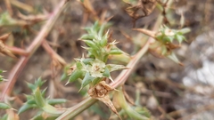 Salsola squarrosa