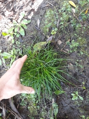 Carex inversa