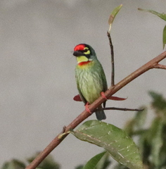 Psilopogon haemacephalus