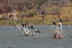 Phalacrocorax carbo lucidus
