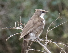 Turdoides hypoleuca