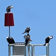 Phalacrocorax varius