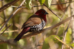 Hypargos niveoguttatus