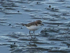 Charadrius ruficapillus