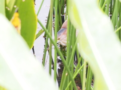 Ixobrychus sinensis