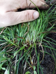 Carex inversa