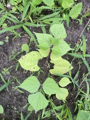 Phaseolus vulgaris