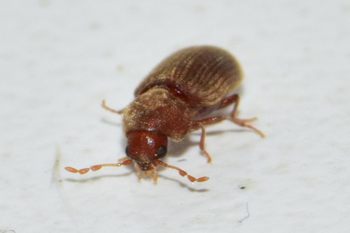 Drugstore Beetle photo 6