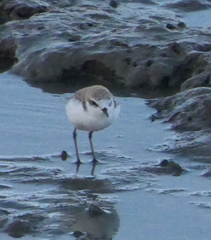 Charadrius ruficapillus