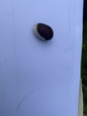 Phaseolus vulgaris
