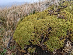 Bolax gummifera