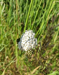 Achillea nobilis