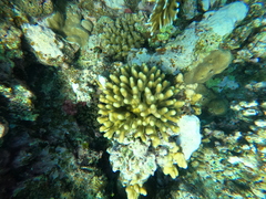Stylophora