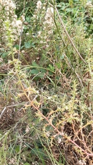 Salsola squarrosa