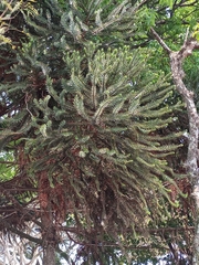 Araucaria angustifolia