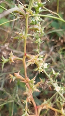 Salsola squarrosa
