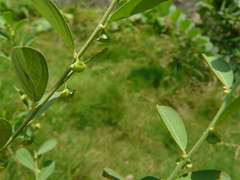 Phyllanthus maderaspatensis
