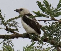 Lybius leucocephalus