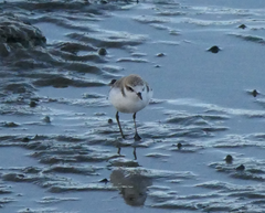 Charadrius ruficapillus