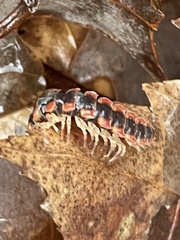 Pseudopolydesmus