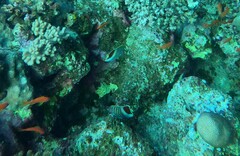 Chaetodon paucifasciatus