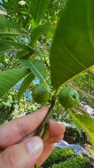 Ficus