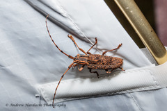 Pharsalia subgemmata