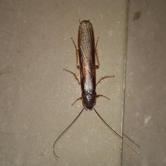 Cyrtotria