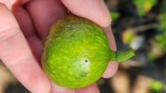 Ficus