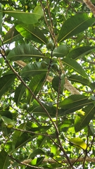 Ficus