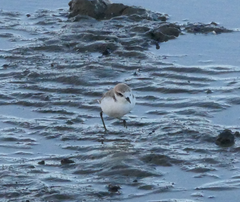 Charadrius ruficapillus