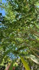 Ficus