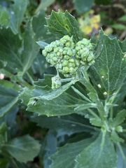 Senecio halimifolius