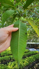 Ficus