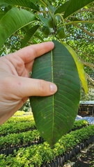 Ficus