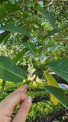 Ficus