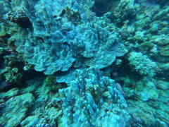 Porites rus