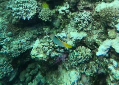 Halichoeres hortulanus