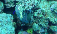 Cantherhines pardalis