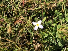 Houstonia caerulea
