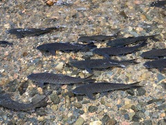 Neolissochilus stracheyi