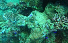 Pseudochromis fridmani