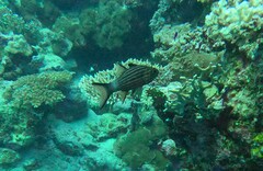 Cheilodipterus macrodon