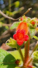 Gloxiniinae