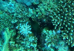 Amanses scopas