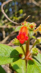 Gloxiniinae