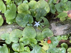 Geophila repens