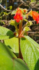Gloxiniinae