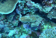 Ctenactis crassa